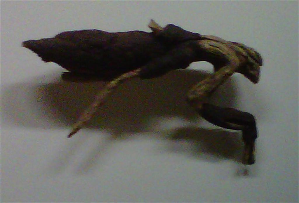 Vincent Kohler, Roots, 2010 (Personnalisé)